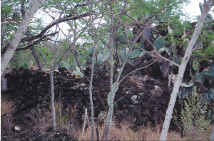 Mooloa Heiau in Makena