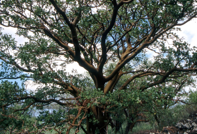 wiliwili tree